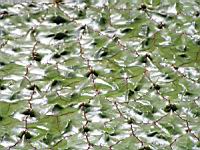 Nenuphar epineux - Euryale ferox Salisb. (fam Nympheacees) (02) (Photo F. Mrugala)